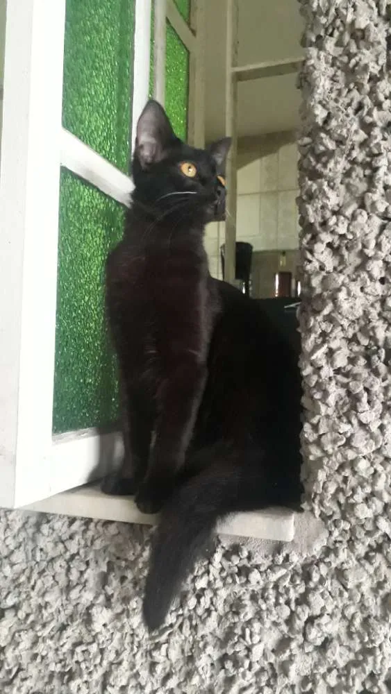 Gato raça SRD idade 2 a 6 meses nome Luna