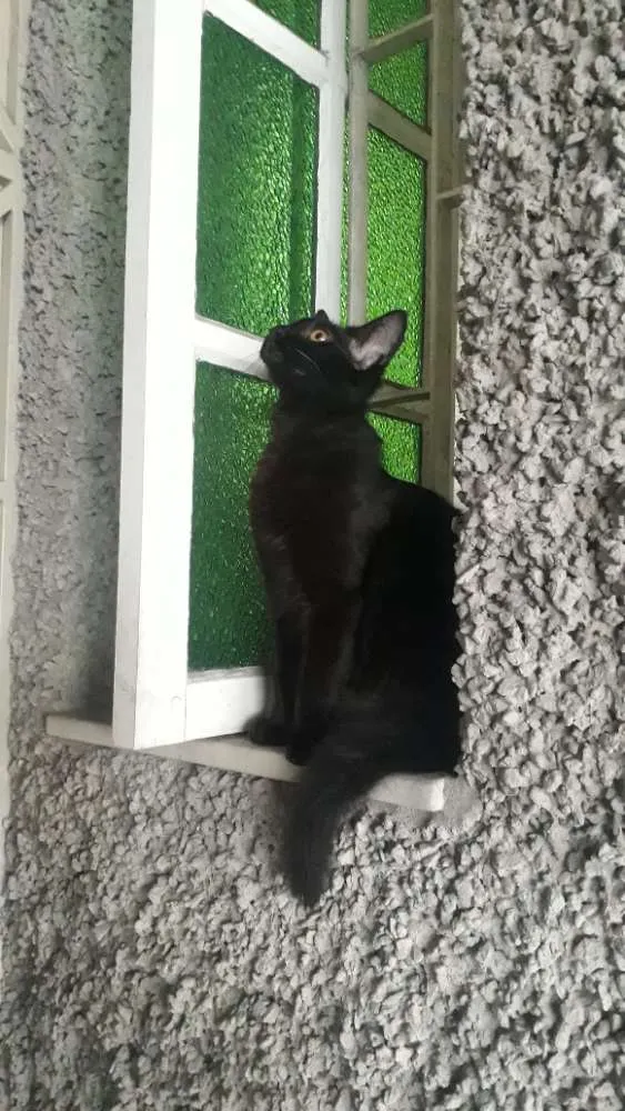 Gato raça SRD idade 2 a 6 meses nome Luna