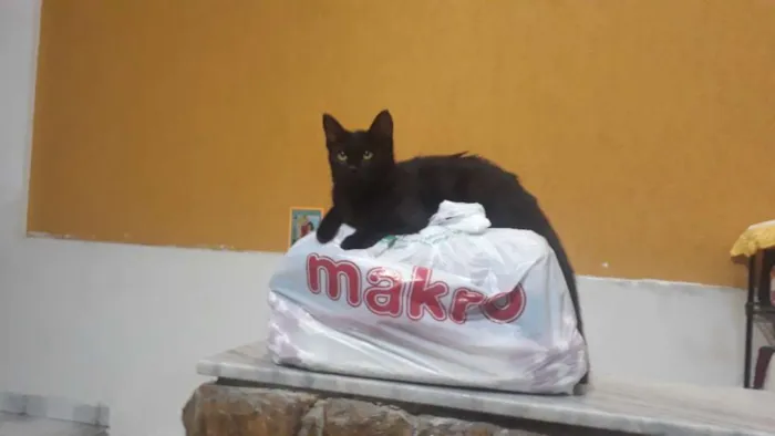 Gato raça SRD idade 2 a 6 meses nome Nicole