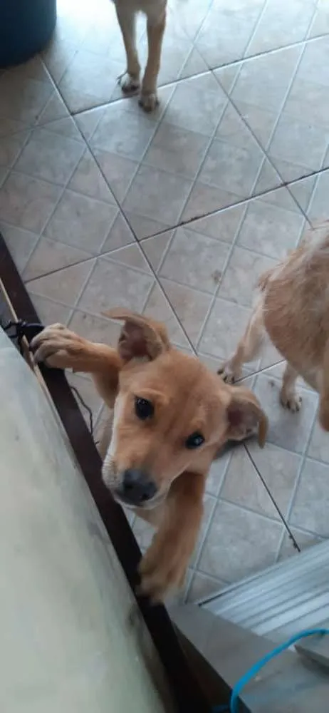 Cachorro ra a Vira lata idade 2 a 6 meses nome Sem nome 