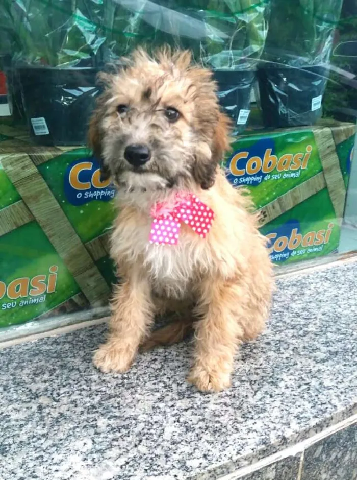 Cachorro ra a  idade 2 a 6 meses nome Filhotes Daura