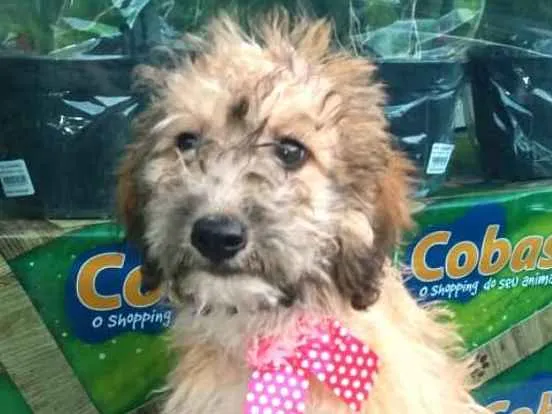 Cachorro ra a  idade 2 a 6 meses nome Filhotes Daura
