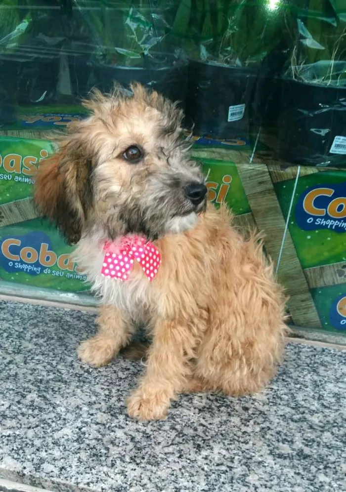 Cachorro ra a  idade 2 a 6 meses nome Filhotes Daura