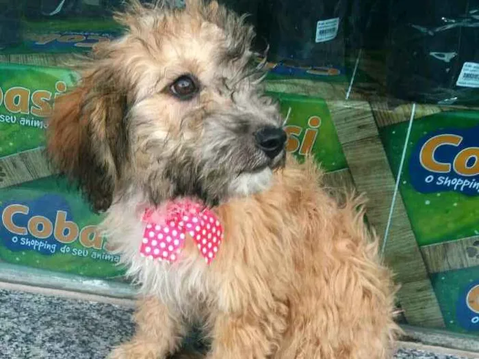 Cachorro ra a  idade 2 a 6 meses nome Filhotes Daura