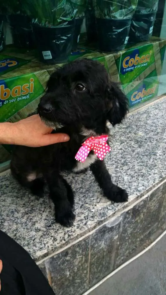 Cachorro ra a  idade 2 a 6 meses nome Filhotes Daura