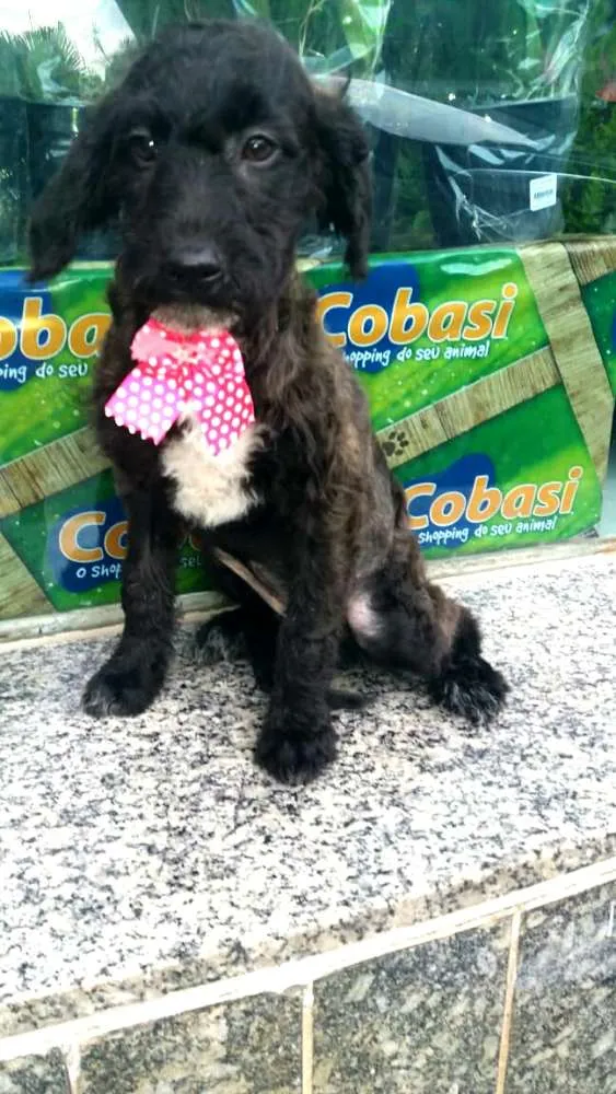 Cachorro ra a  idade 2 a 6 meses nome Filhotes Daura