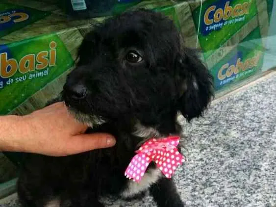 Cachorro ra a  idade 2 a 6 meses nome Filhotes Daura