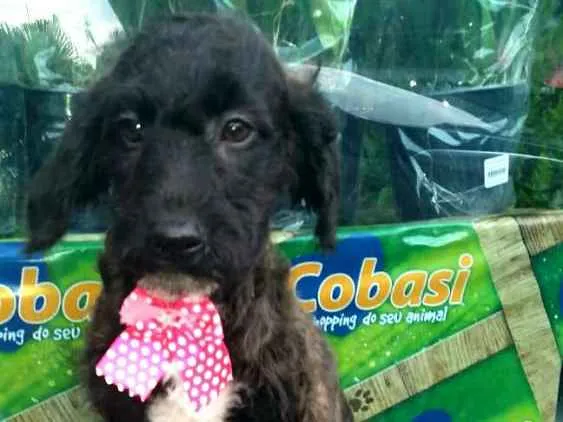Cachorro ra a  idade 2 a 6 meses nome Filhotes Daura