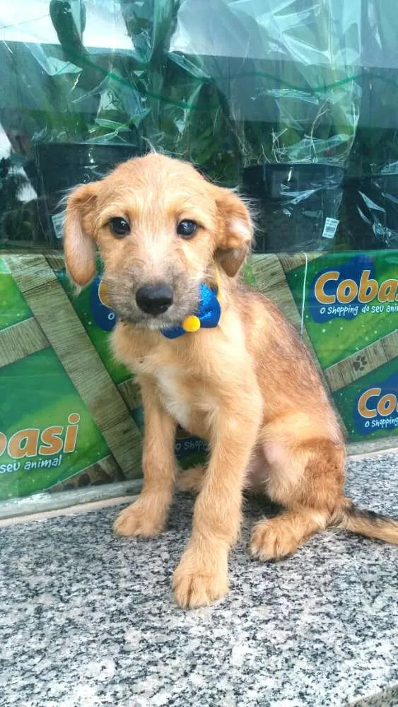 Cachorro ra a  idade 2 a 6 meses nome Filhotes Daura