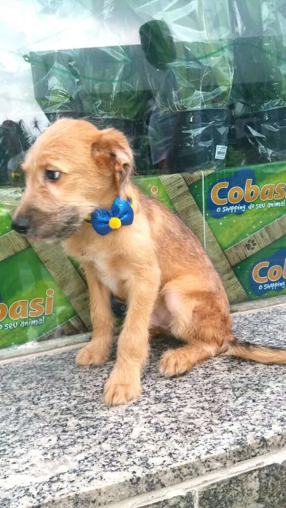 Cachorro ra a  idade 2 a 6 meses nome Filhotes Daura