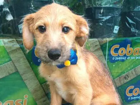 Cachorro ra a  idade 2 a 6 meses nome Filhotes Daura