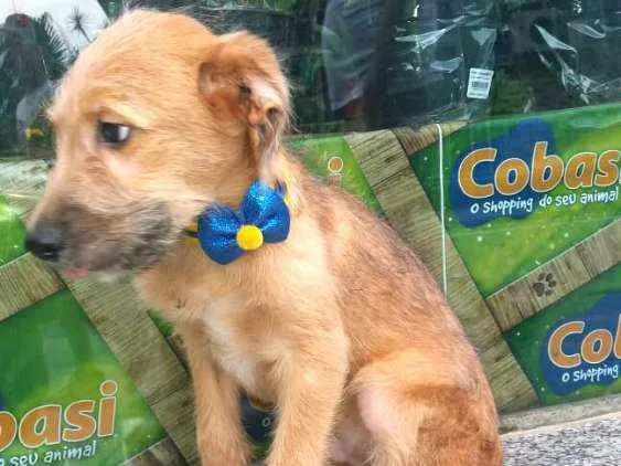 Cachorro ra a  idade 2 a 6 meses nome Filhotes Daura