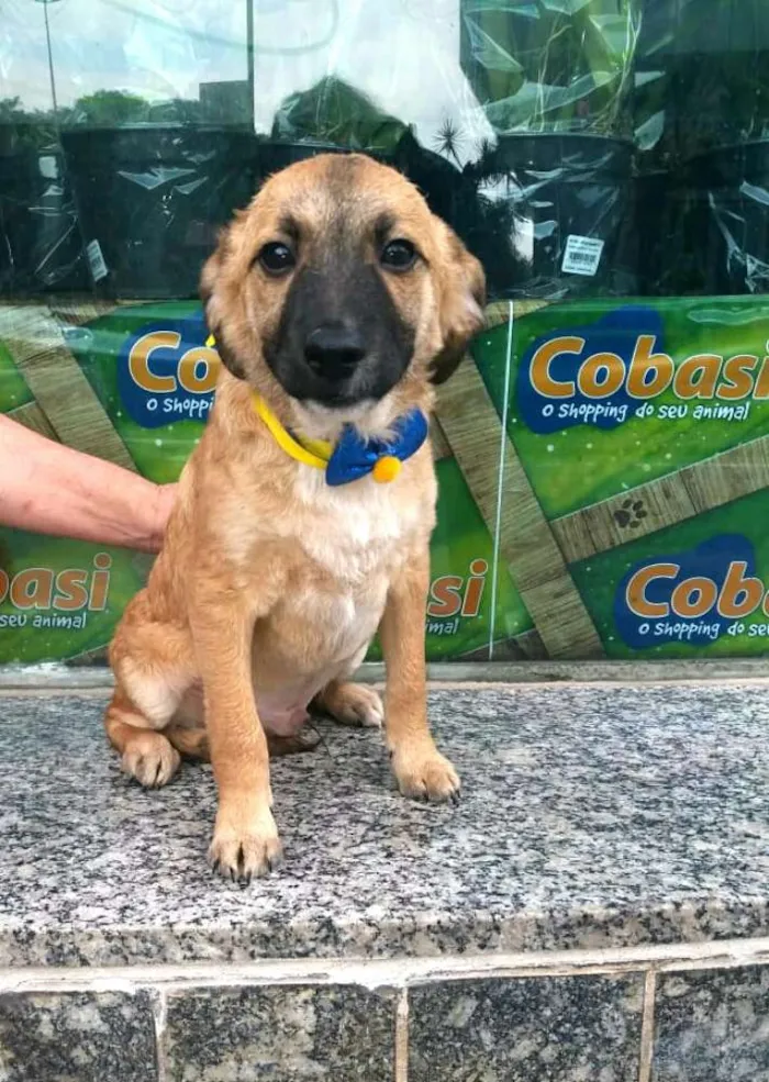 Cachorro ra a  idade 2 a 6 meses nome Filhotes Daura