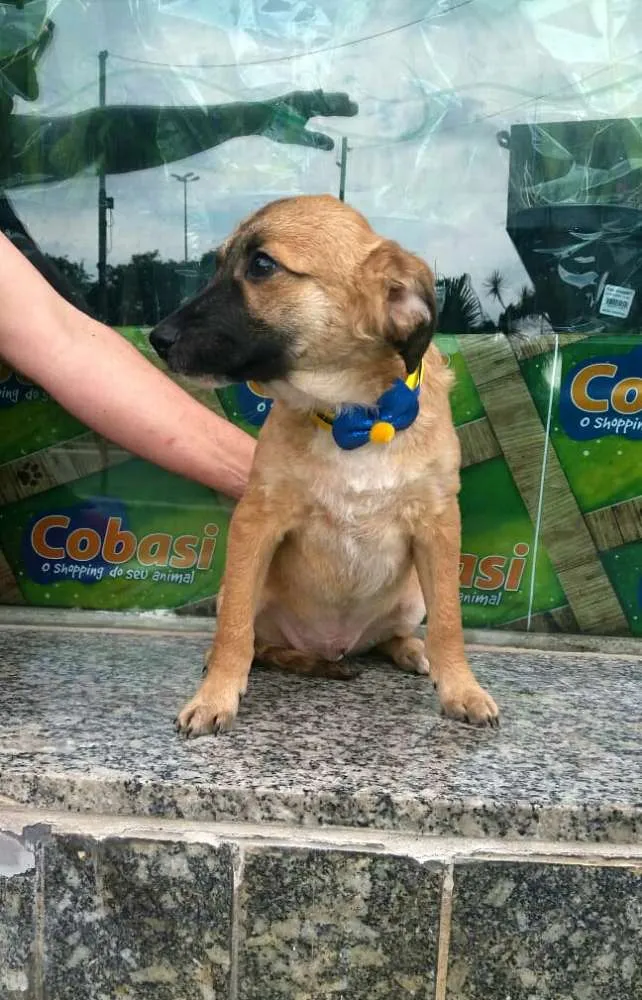 Cachorro ra a  idade 2 a 6 meses nome Filhotes Daura
