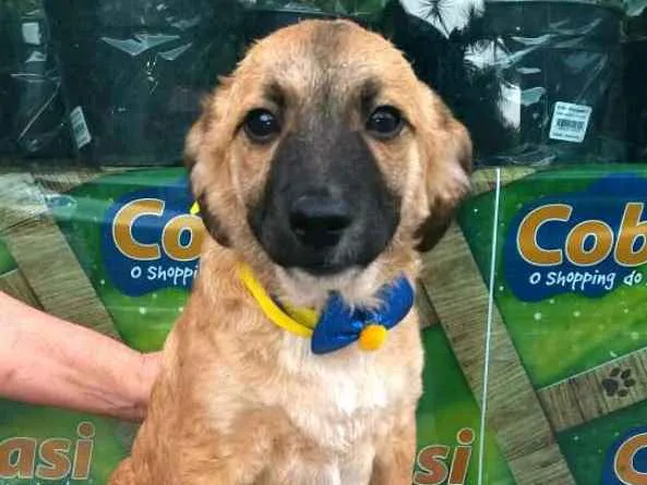 Cachorro ra a  idade 2 a 6 meses nome Filhotes Daura