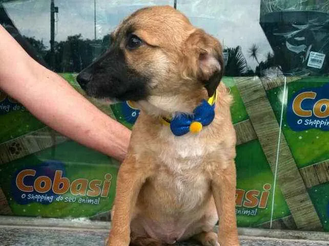 Cachorro ra a  idade 2 a 6 meses nome Filhotes Daura