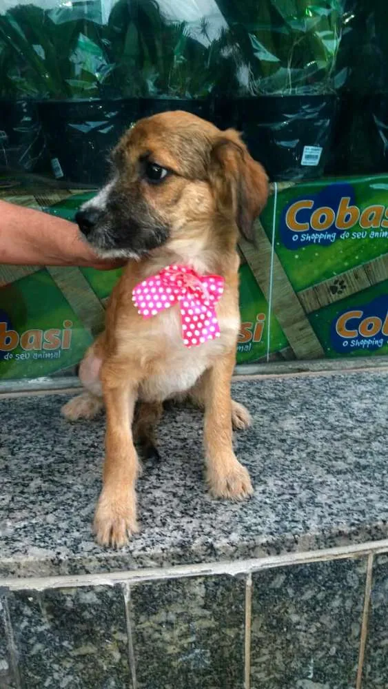 Cachorro ra a  idade 2 a 6 meses nome Filhotes Daura