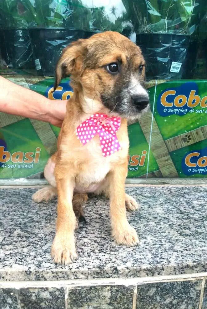 Cachorro ra a  idade 2 a 6 meses nome Filhotes Daura