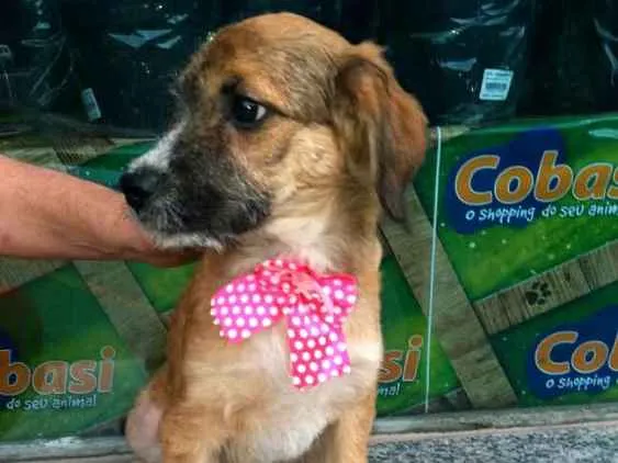 Cachorro ra a  idade 2 a 6 meses nome Filhotes Daura