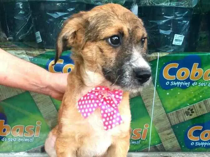 Cachorro ra a  idade 2 a 6 meses nome Filhotes Daura