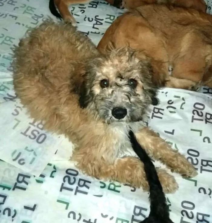 Cachorro ra a  idade 2 a 6 meses nome Filhotes Daura