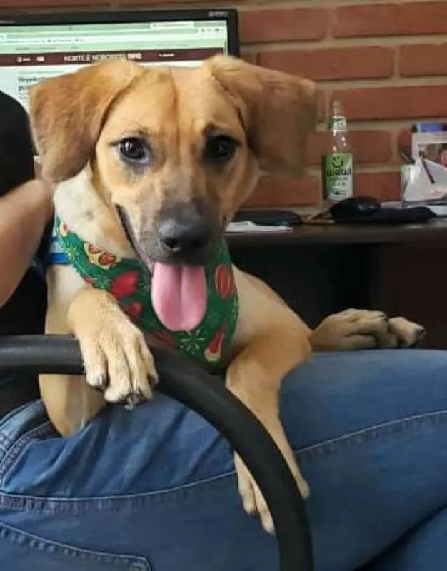 Cachorro ra a  idade 7 a 11 meses nome Brisa