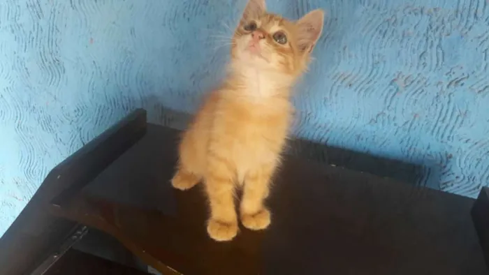 Gato raça indefinida idade 2 a 6 meses nome sem nome