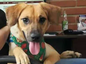 Cachorro raça  idade 7 a 11 meses nome Brisa