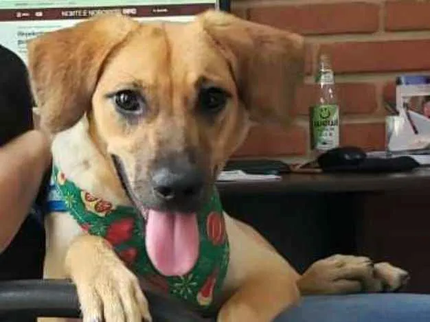 Cachorro ra a  idade 7 a 11 meses nome Brisa