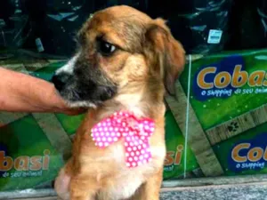Cachorro raça  idade 2 a 6 meses nome Filhotes Daura