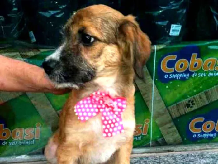 Cachorro ra a  idade 2 a 6 meses nome Filhotes Daura
