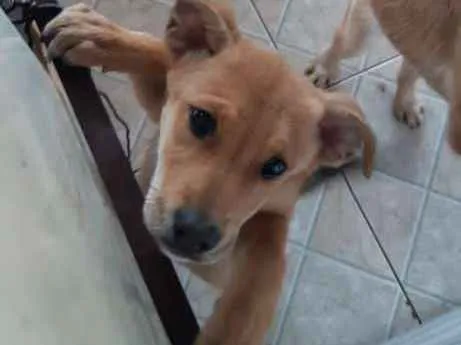 Cachorro ra a Vira lata idade 2 a 6 meses nome Sem nome 