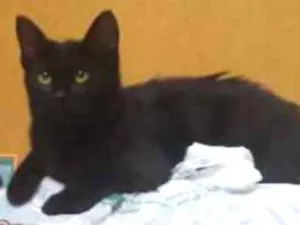 Gato raça SRD idade 2 a 6 meses nome Nicole