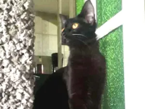Gato raça SRD idade 2 a 6 meses nome Luna