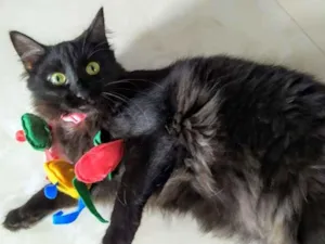 Gato raça srd idade 1 ano nome sem nome
