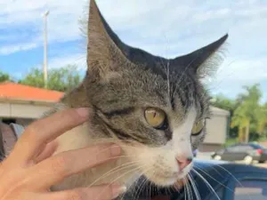 Gato raça SRD idade 7 a 11 meses nome Júnior 