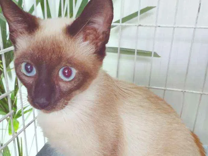 Gato ra a SRD/SIAMESA idade 2 a 6 meses nome SISSI SIAMESA