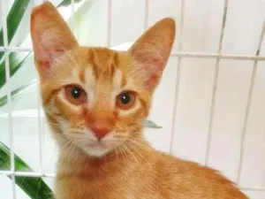 Gato raça SRD idade 2 a 6 meses nome LEON LARANJA