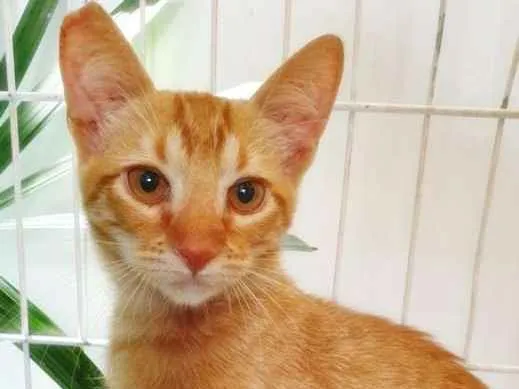 Gato ra a SRD idade 2 a 6 meses nome LEON LARANJA