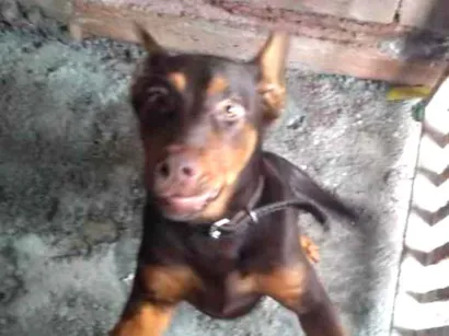 Cachorro raça Mestiço labrador idade 2 a 6 meses nome Hulk