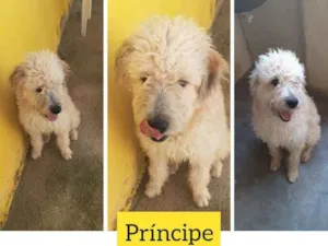Cachorro raça Mix de poodle SRD idade 1 ano nome Príncipe 