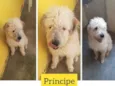 Príncipe