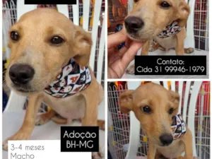Cachorro raça SRD idade 2 a 6 meses nome Romeo