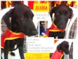 Jujuba