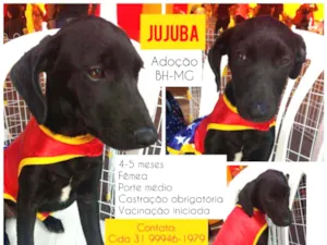 Cachorro raça SRD idade 2 a 6 meses nome Jujuba