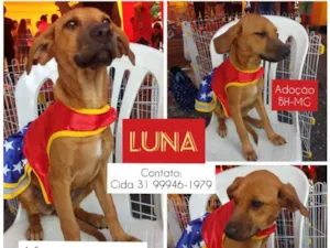 Cachorro raça SRD idade 2 a 6 meses nome Luna