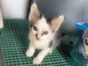 Gato raça De rua idade Abaixo de 2 meses nome Nenhum