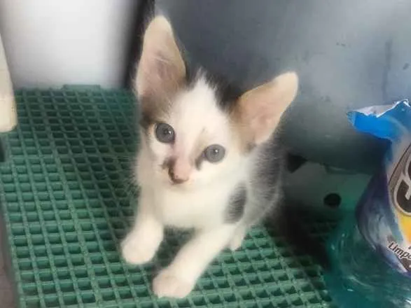 Gato ra a De rua idade Abaixo de 2 meses nome Nenhum