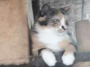 Gato raça Main coon  idade 1 ano nome Cristal 