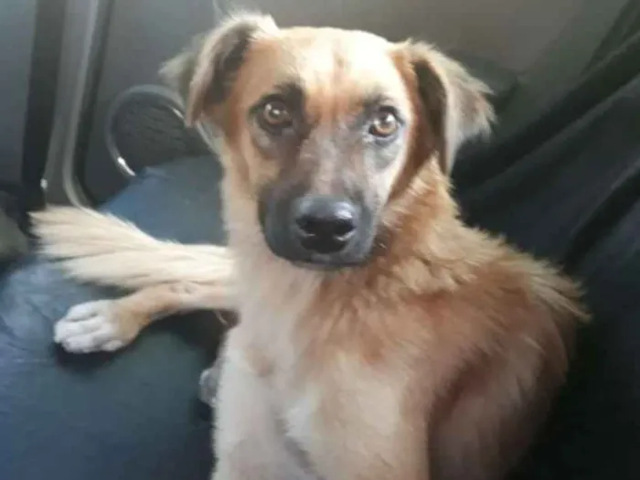 Cachorro ra a Srd idade 1 ano nome Mel